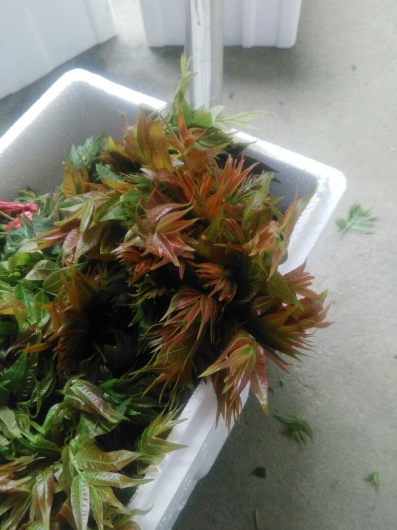 产地代发云南山西红香椿山西香椿产地直发全国大棚香椿芽陕西