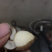 野生金线吊葫芦，蒸熟吃，香甜可口
