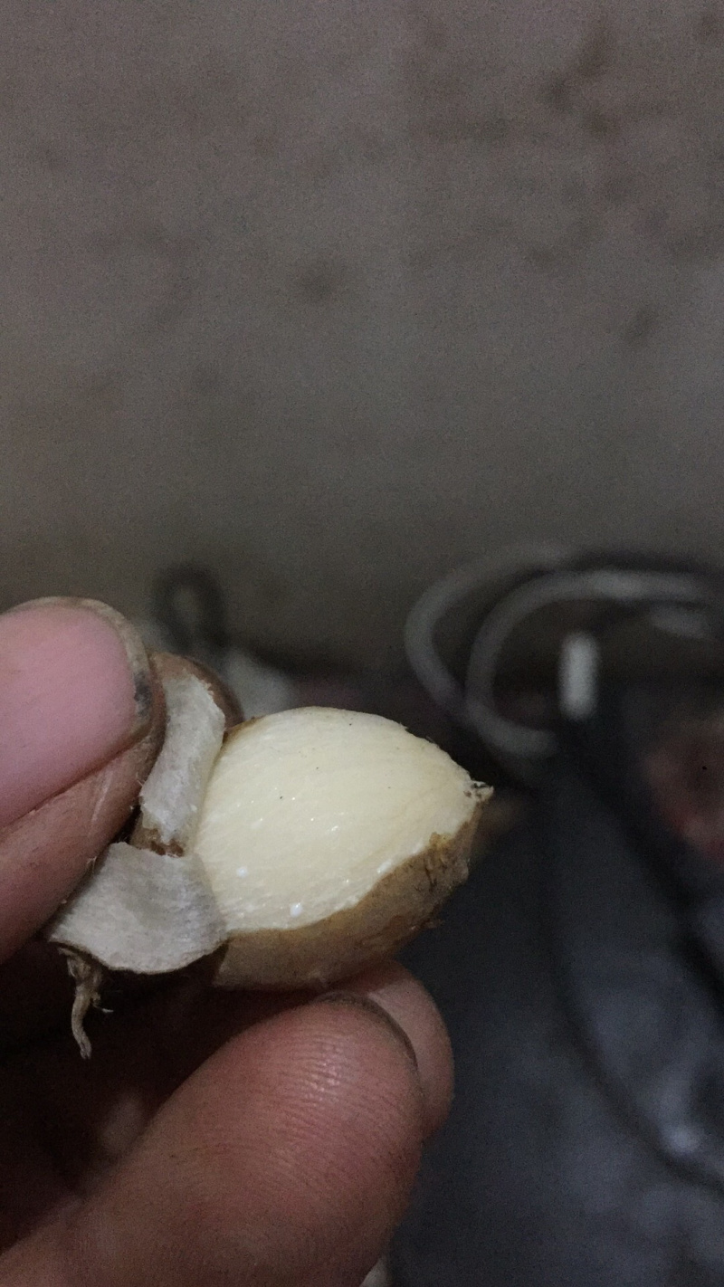 野生金线吊葫芦，蒸熟吃，香甜可口