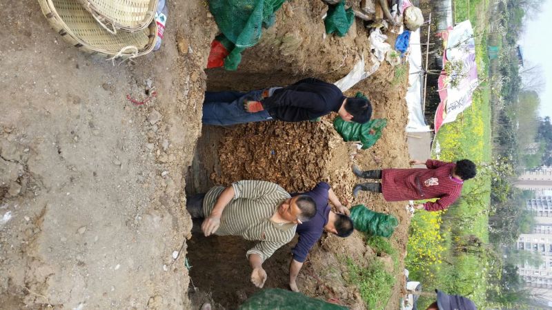 中黄姜3两以上带土