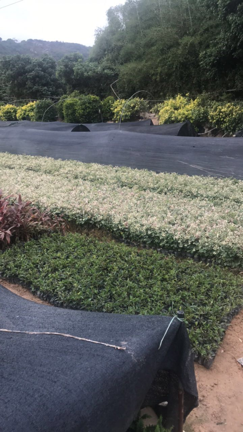 雪花木基地高度15-35公分白雪公主