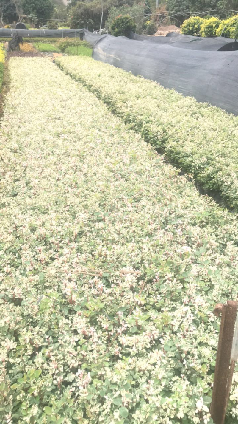 雪花木基地高度15-35公分白雪公主