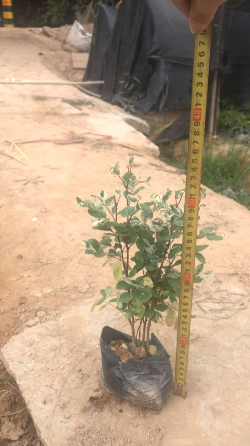 雪花木基地高度15-35公分白雪公主