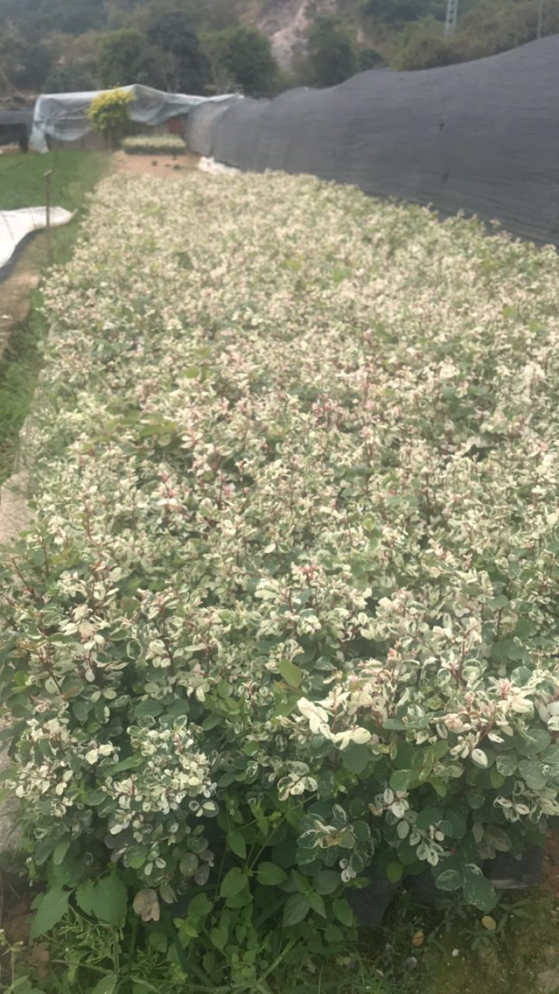 雪花木基地高度15-35公分白雪公主