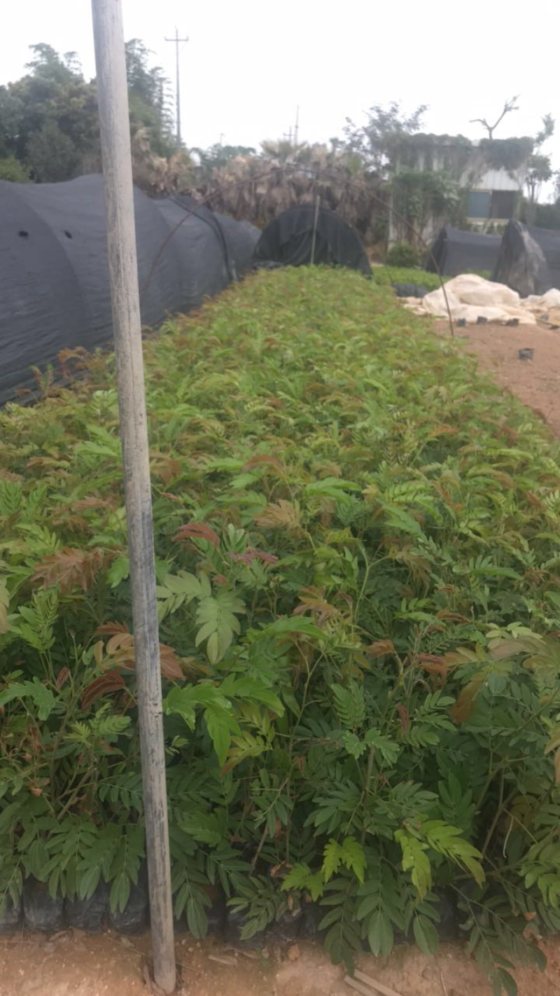 红绒球基地高度15-1米出售