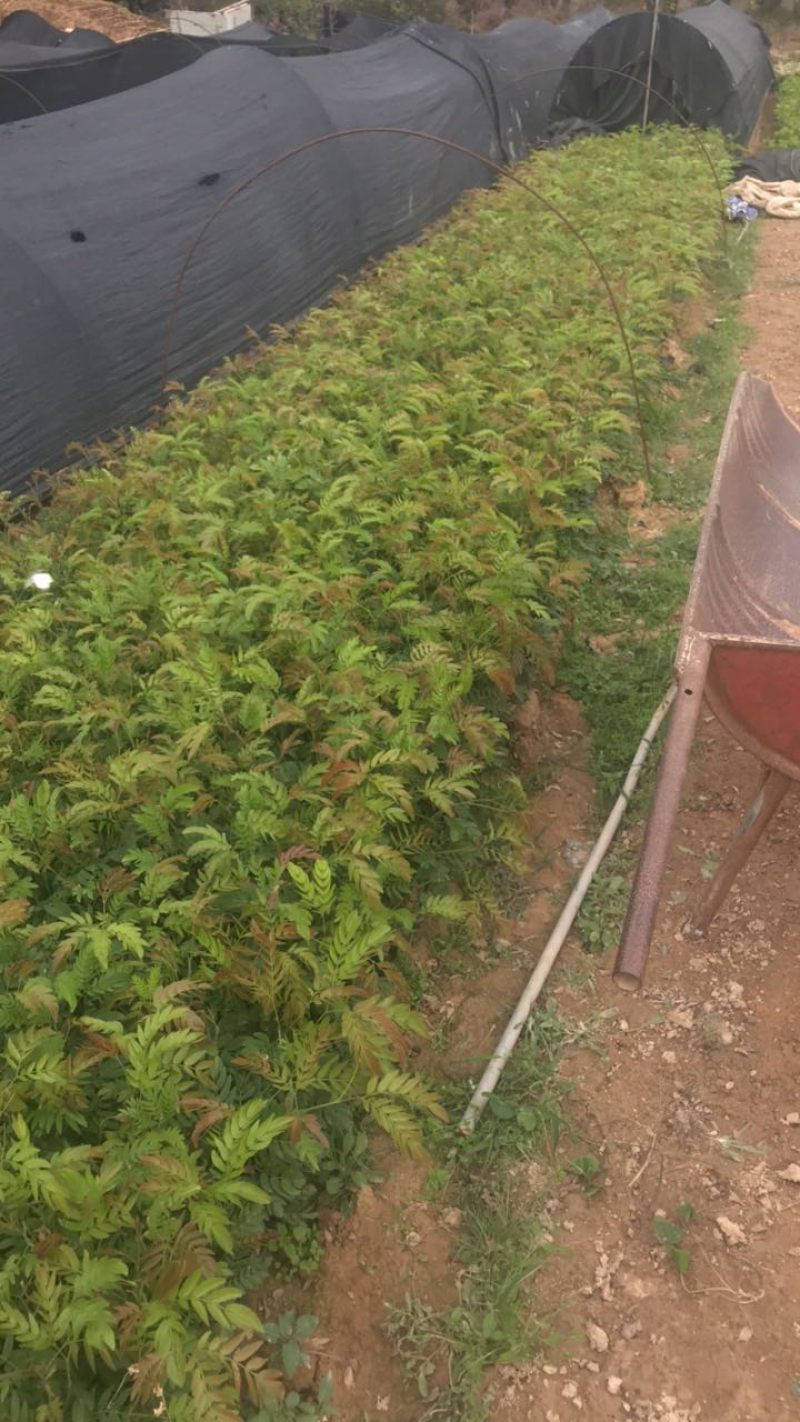 红绒球基地高度15-1米出售