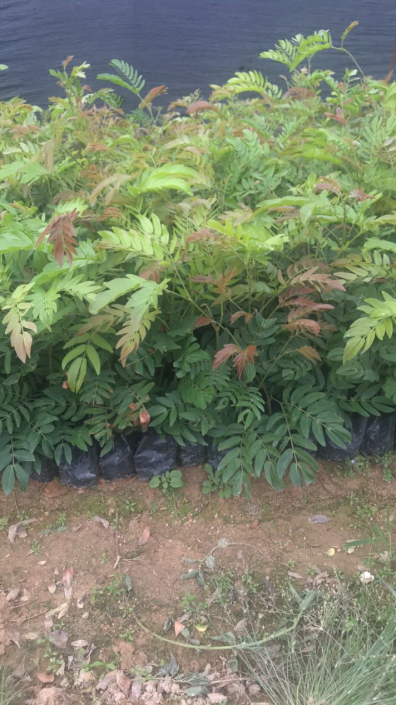 红绒球基地高度15-1米出售
