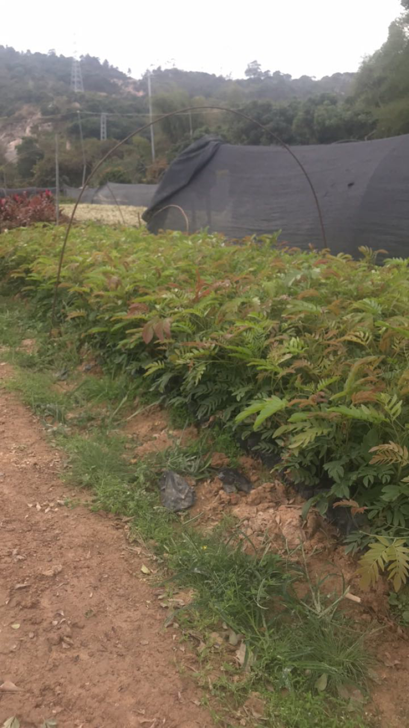 红绒球基地高度15-1米出售