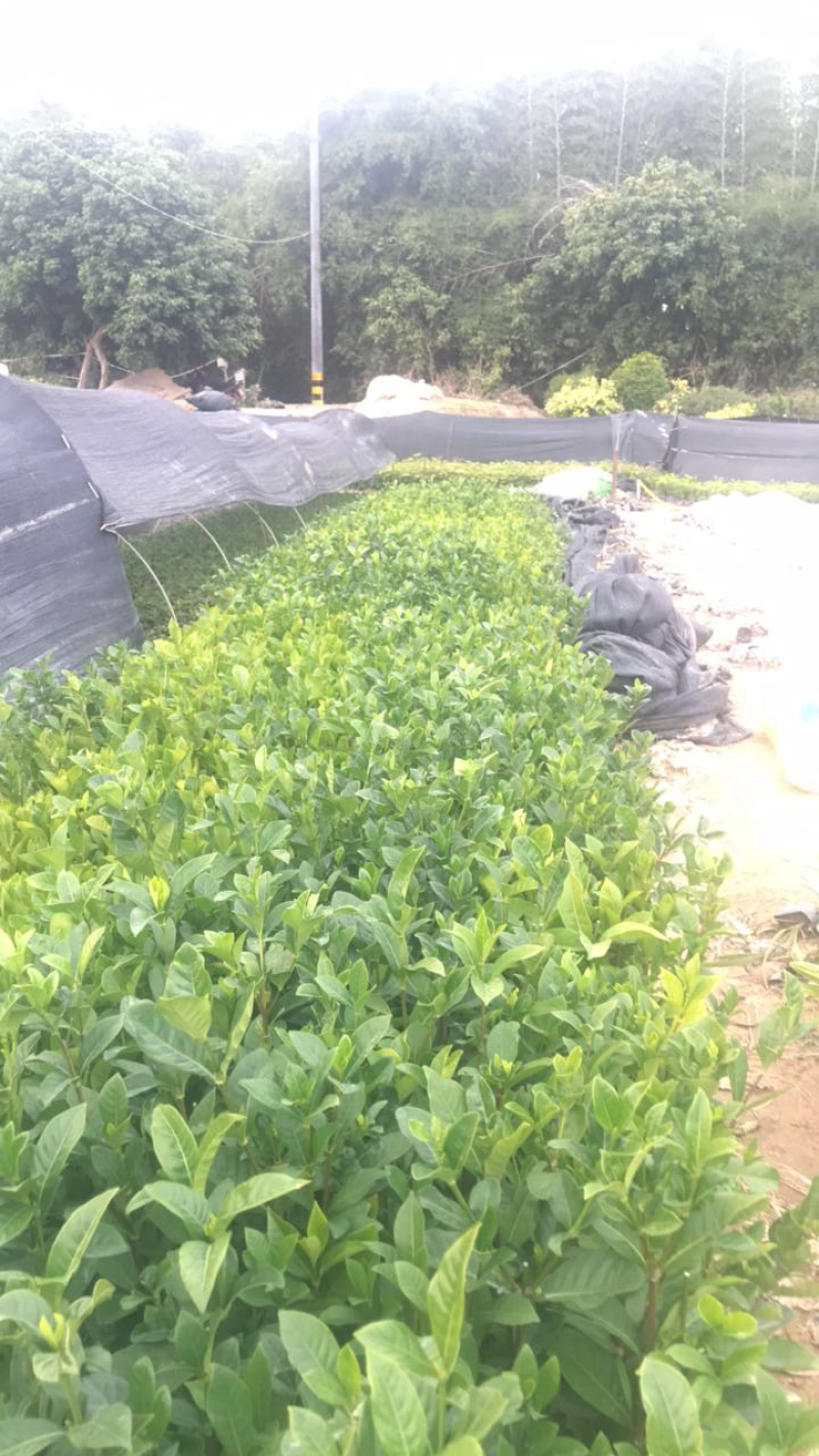 栀子花基地出售高度20-40