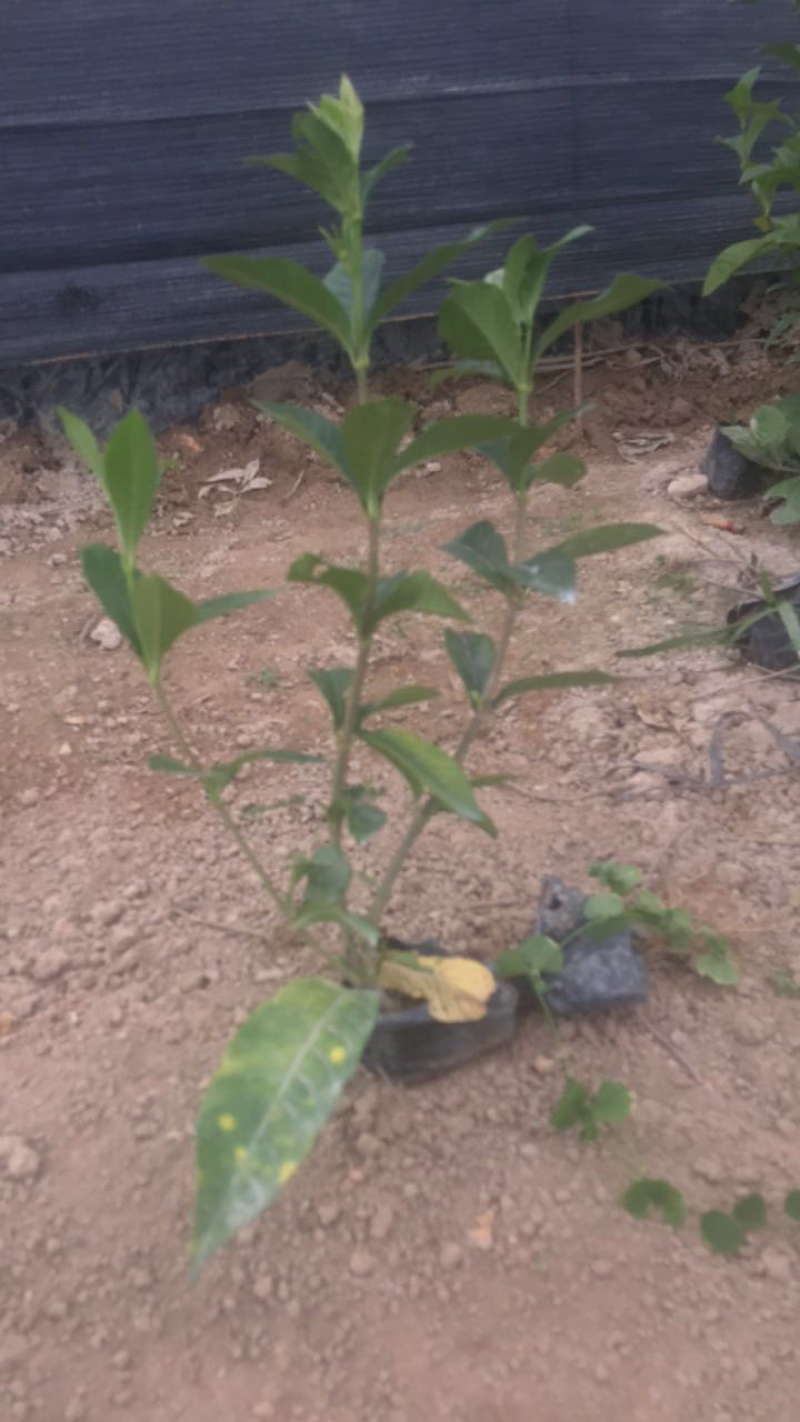 栀子花基地出售高度20-40
