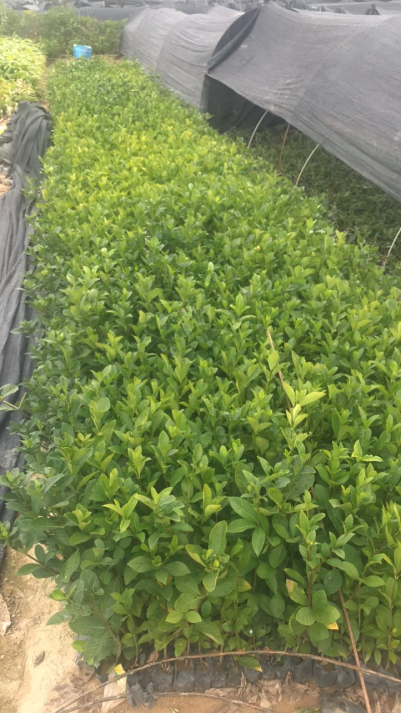 栀子花基地出售高度20-40