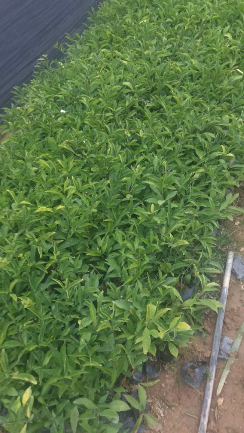 鸳鸯茉莉双色茉莉基地出售高度15-35公分