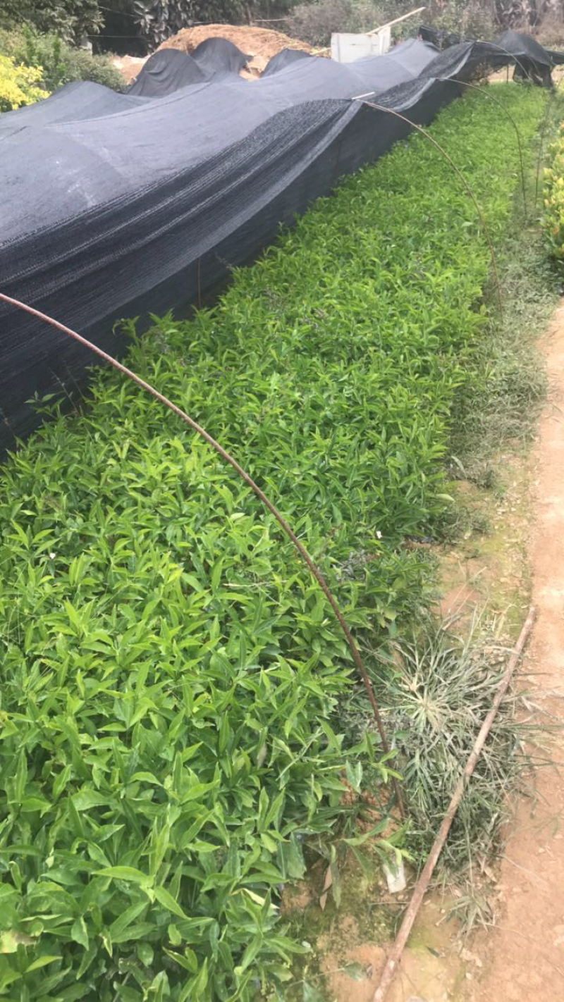 鸳鸯茉莉双色茉莉基地出售高度15-35公分