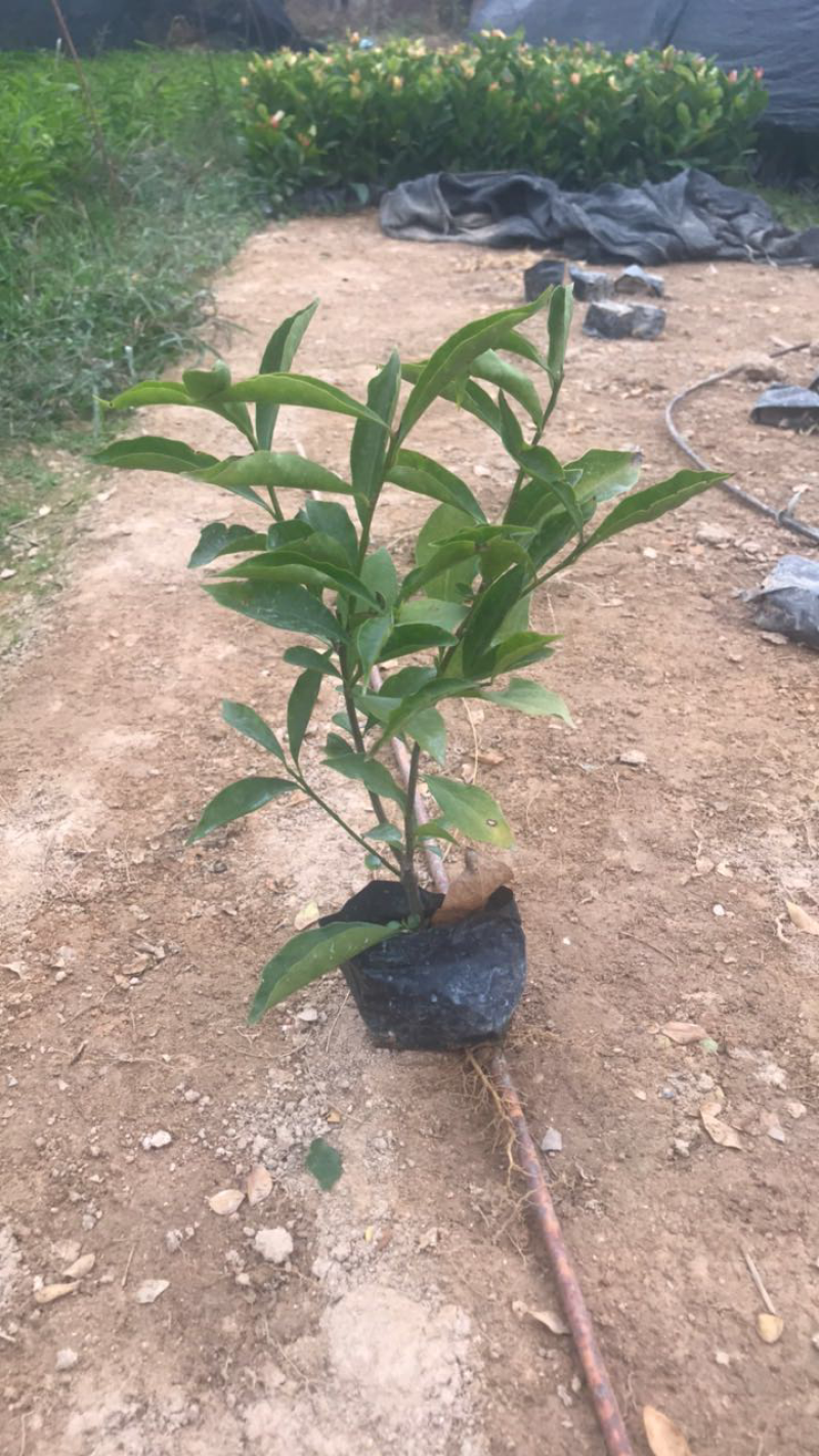 鸳鸯茉莉双色茉莉基地出售高度15-35公分