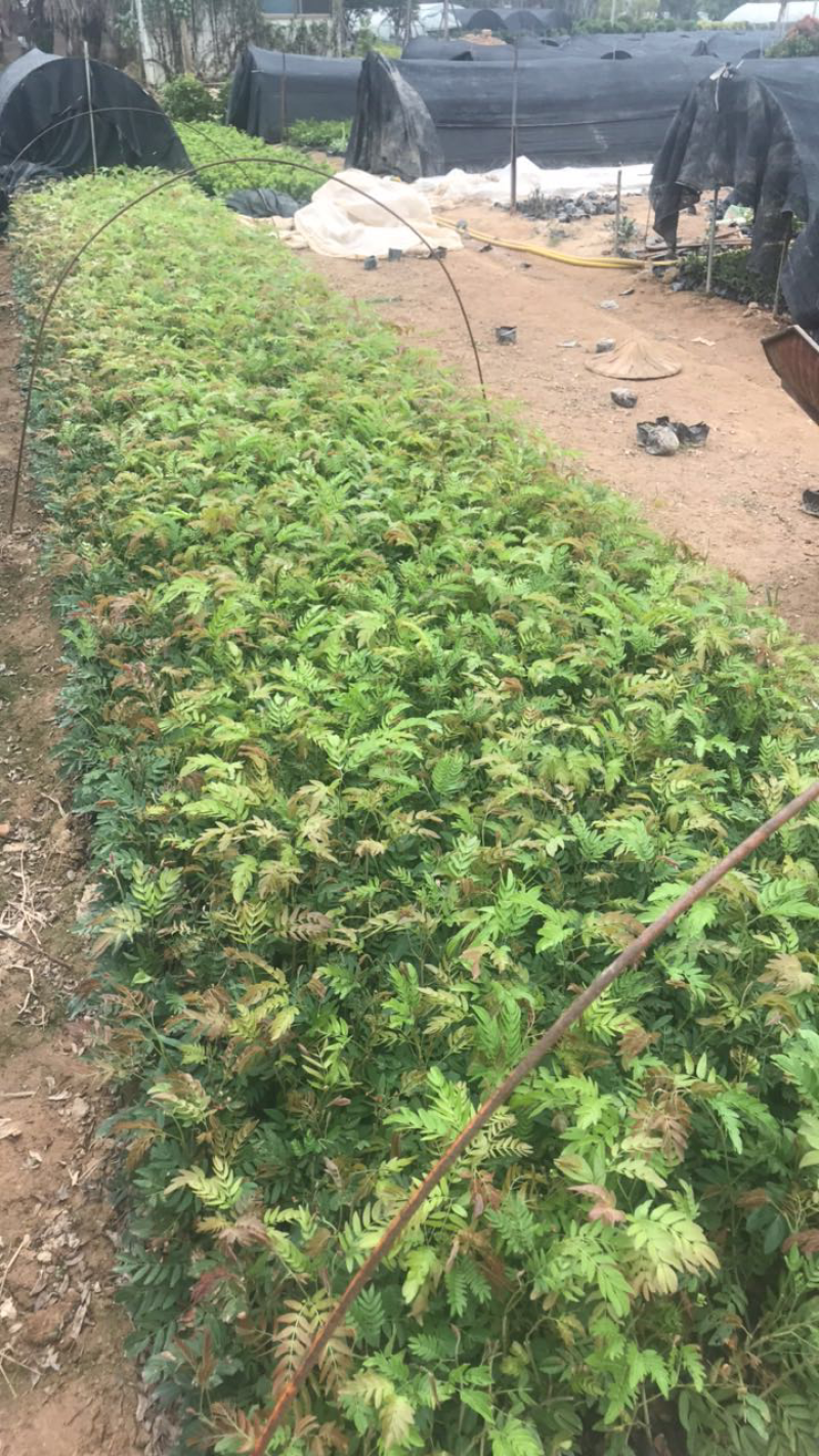 栀子花基地出售高度20-40