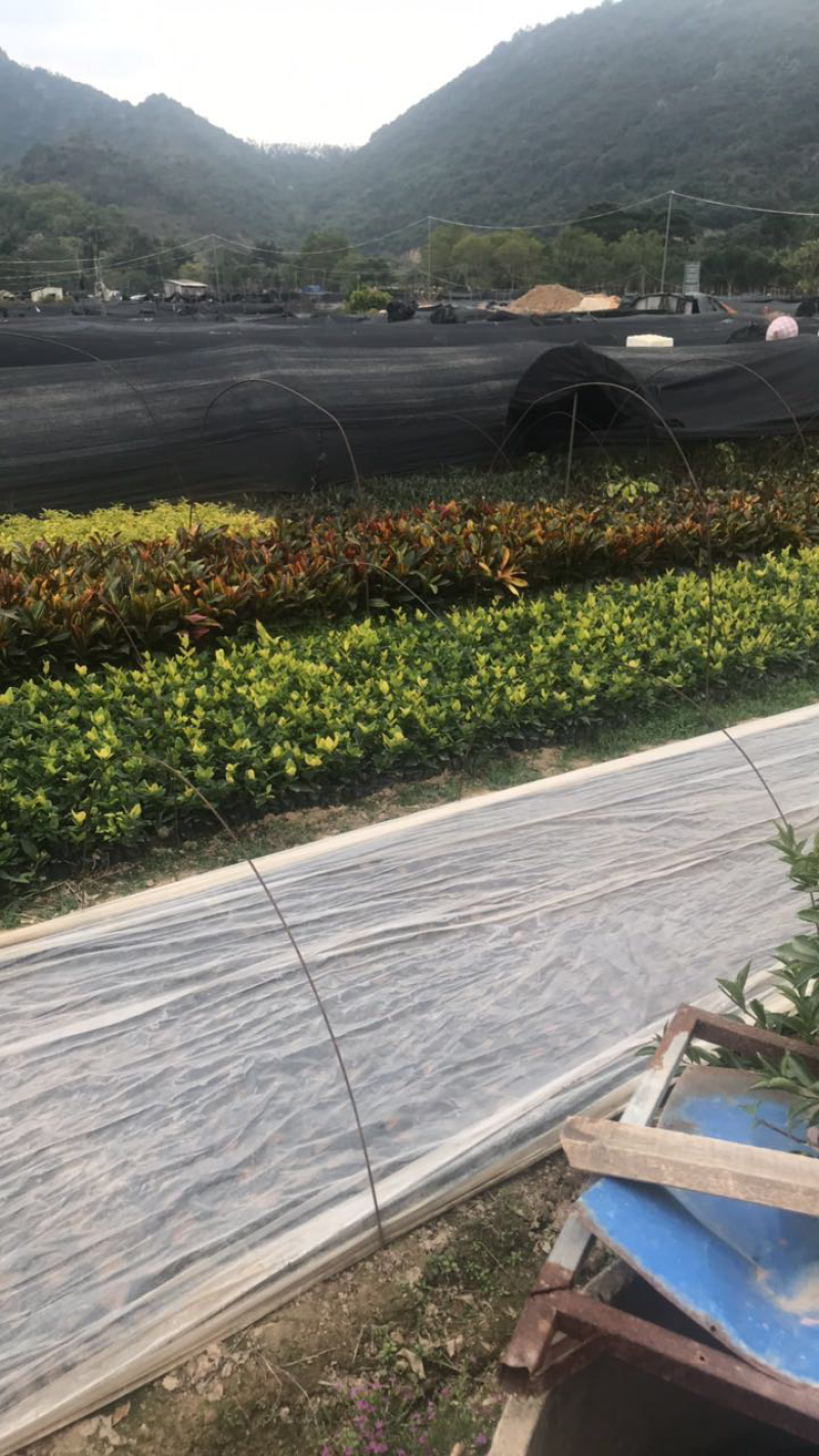 栀子花基地出售高度20-40