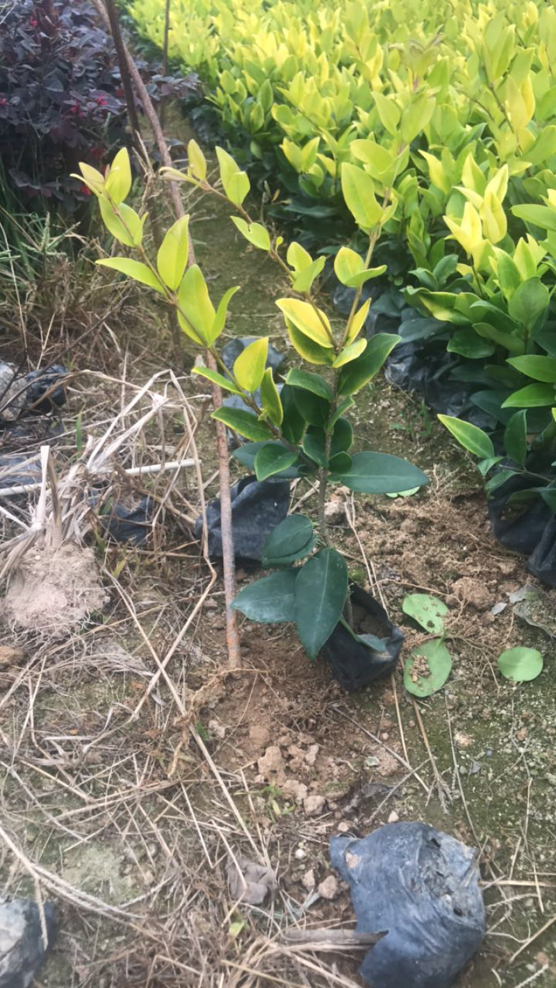小叶女贞基地出售高度15-35公分