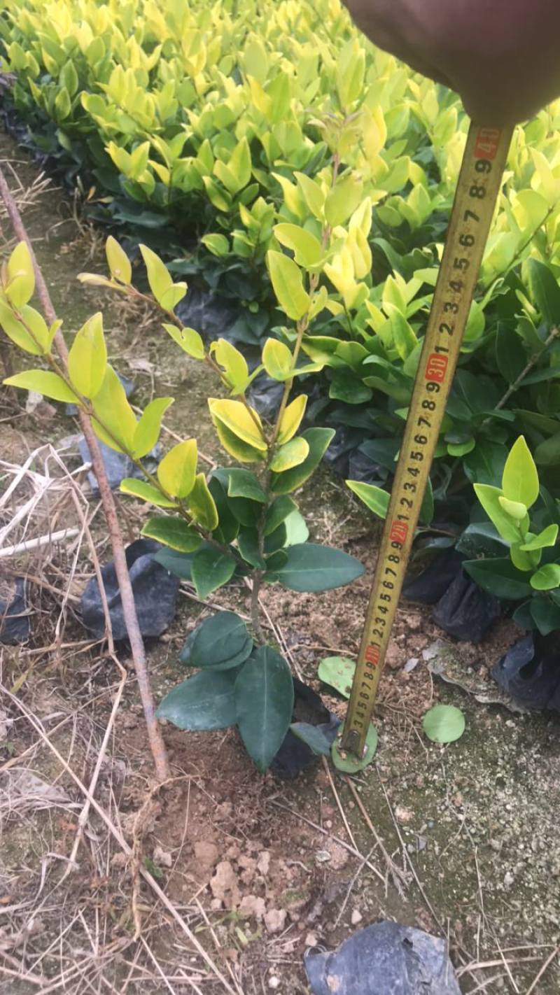 小叶女贞基地出售高度15-35公分