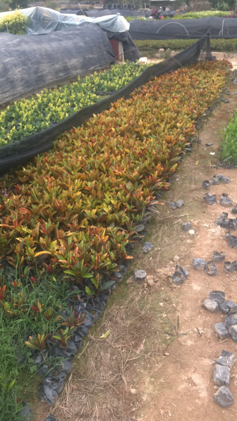 小叶女贞基地出售高度15-35公分