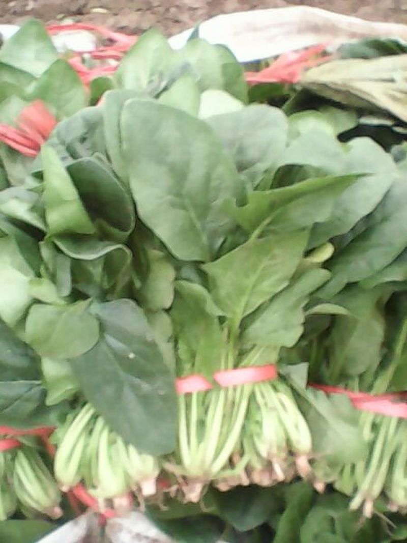 越冬菠菜