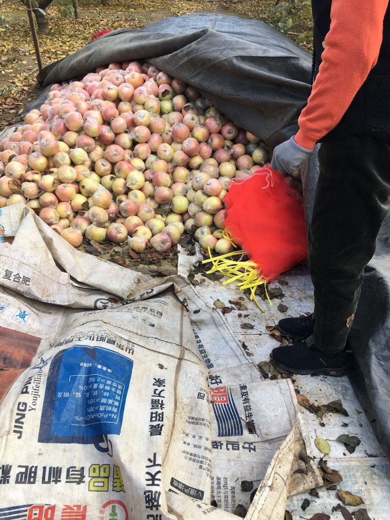 红富士苹果75mm以上膜袋，脆甜可口，万亩基地大量有