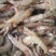 基围虾食用冰鲜虾