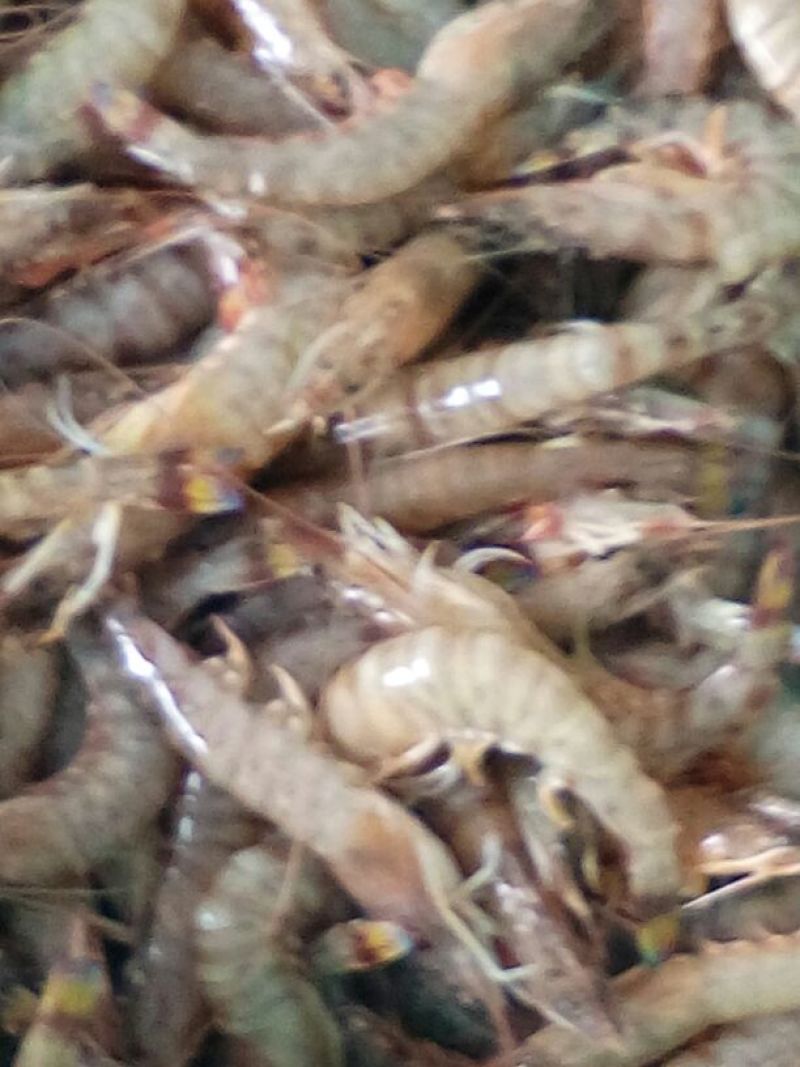 基围虾食用冰鲜虾