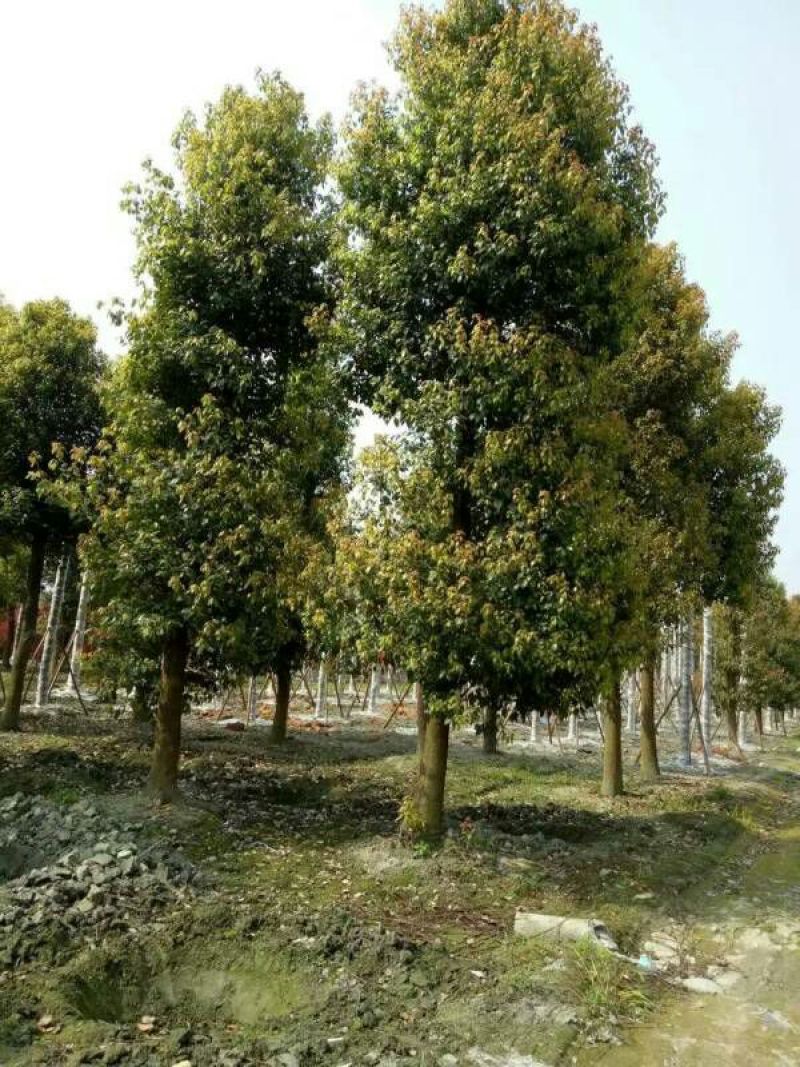 香樟2~4cm4~6cm1.5~2米