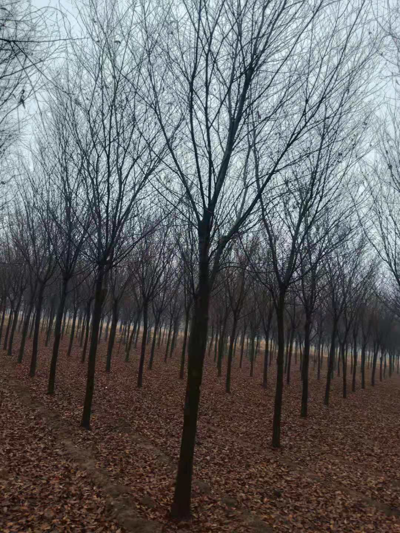 12—15公分榉树