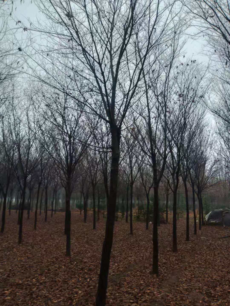 12—15公分榉树