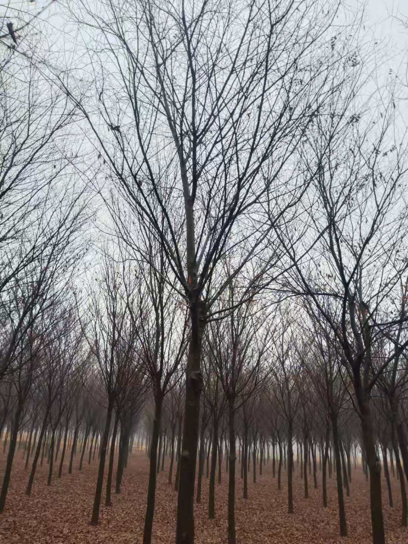 12—15公分榉树