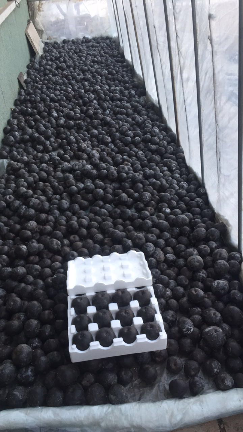 现货，精品苹果梨冻梨，330克以上，可长期合作