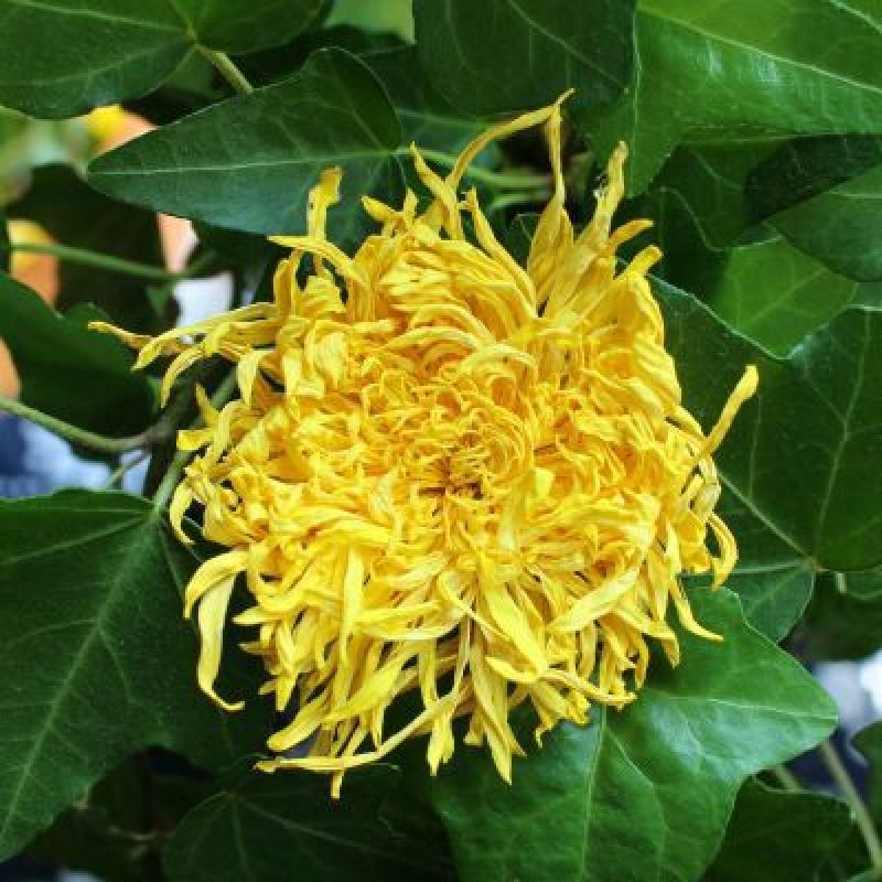 药用菊花袋装