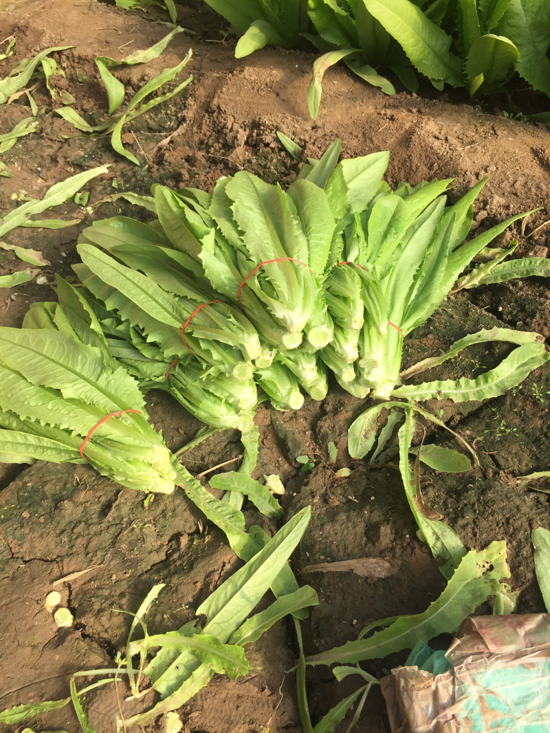 油麦菜大量现货
