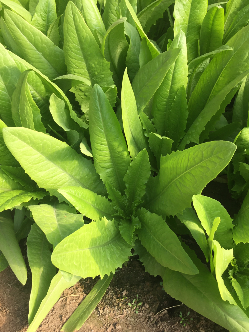 油麦菜大量现货