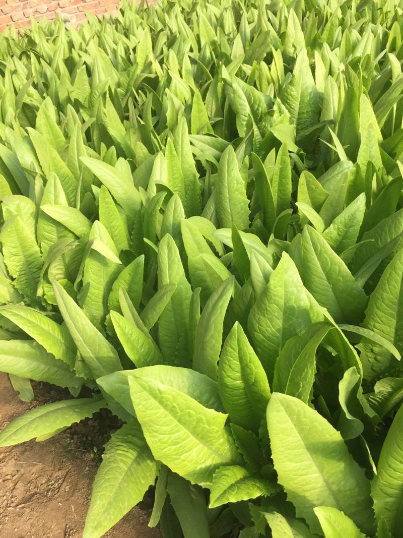 油麦菜大量现货