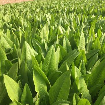 油麦菜大量现货