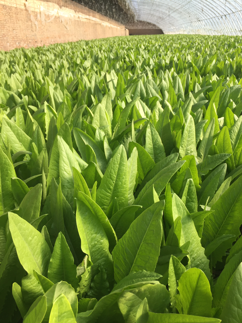 油麦菜大量现货