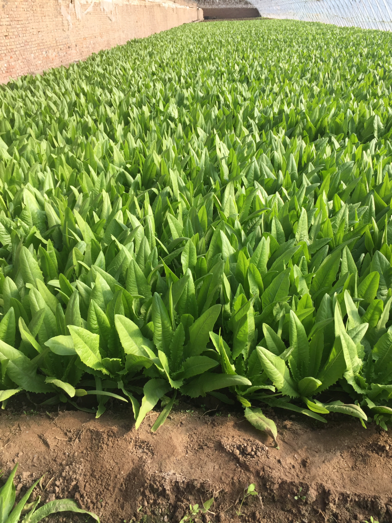 油麦菜大量现货
