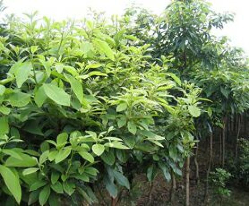 楠木苗香楠苗火力楠木杯苗