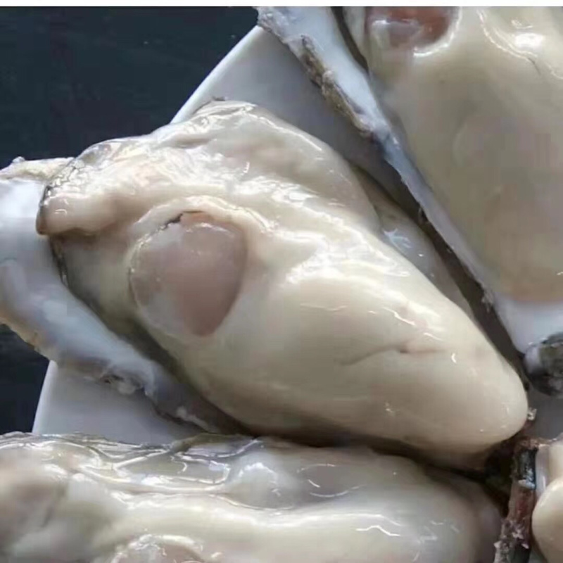 生蚝大量批发，全国可发货，运费最低服务最好