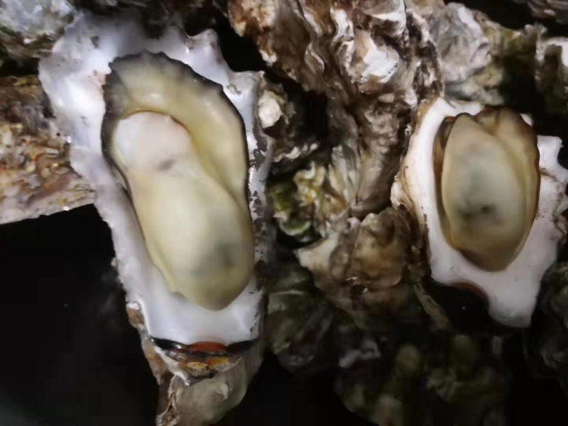 生蚝大量批发，全国可发货，运费最低服务最好