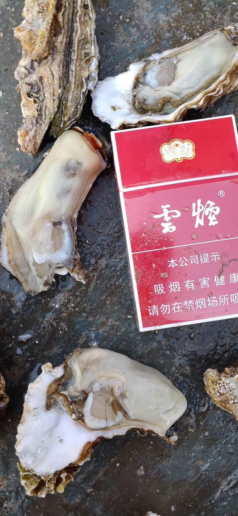 生蚝大量批发上市，肥度爆满，！！！！！！！！