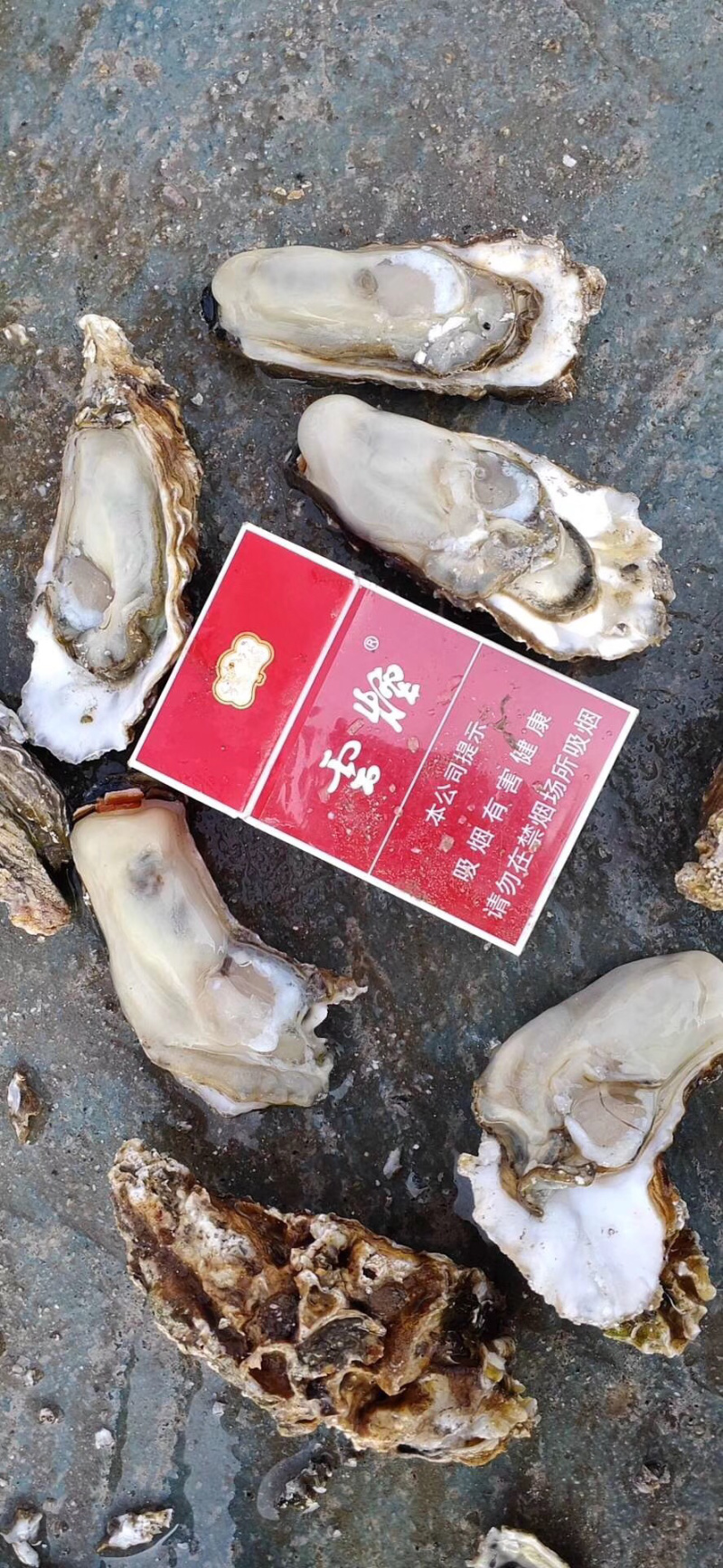 生蚝大量批发上市，肥度爆满，！！！！！！！！