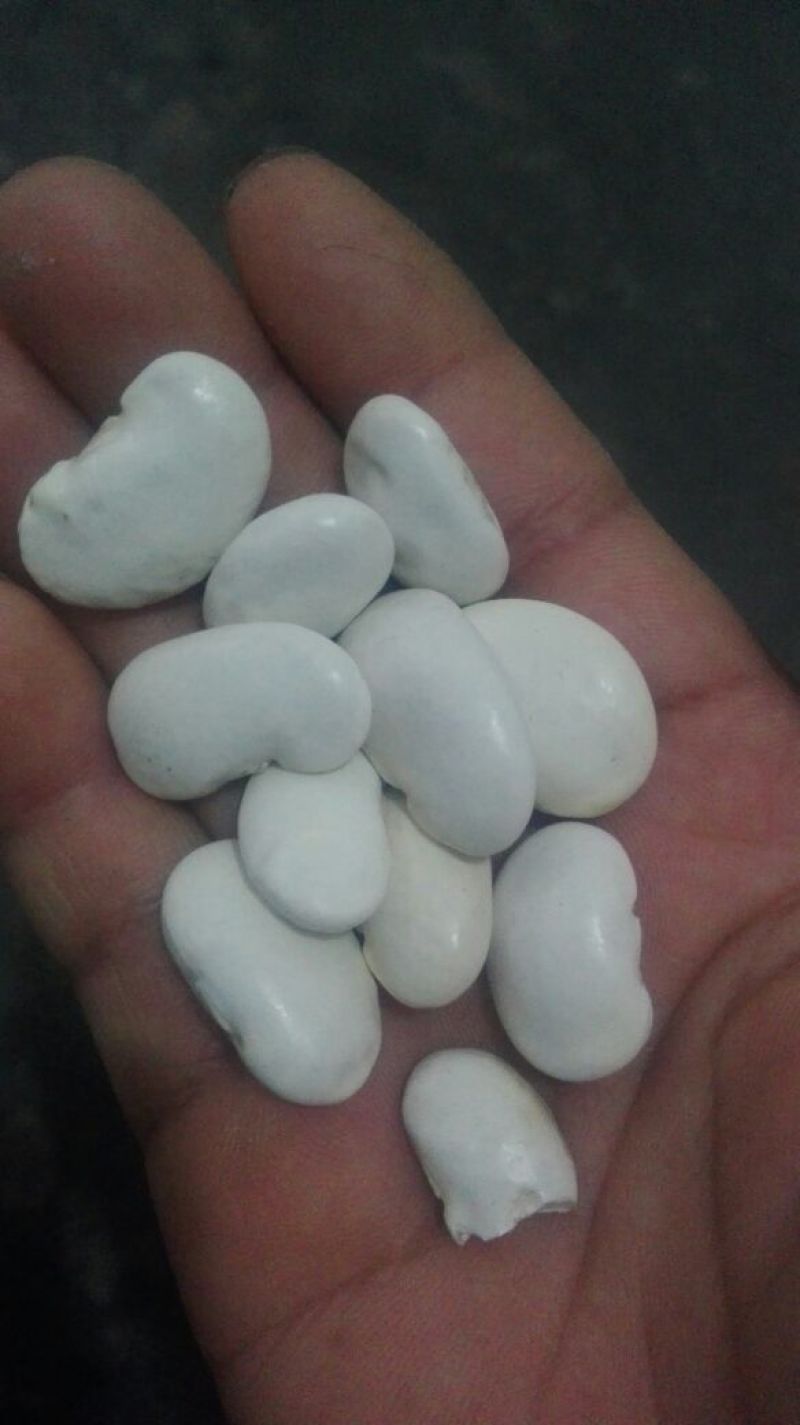 白腰豆15cm以上