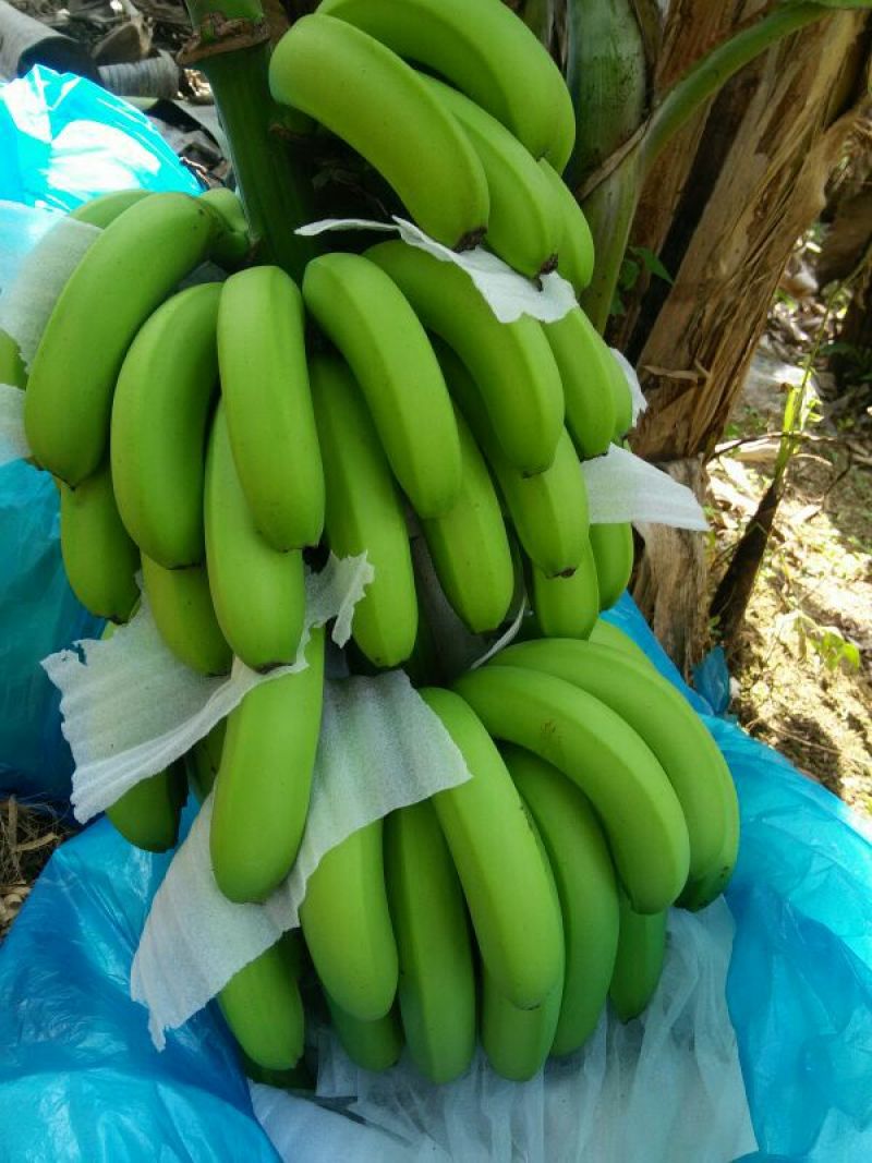 香蕉七成熟云南巴西品种货源稳定，优质货源，基地直发