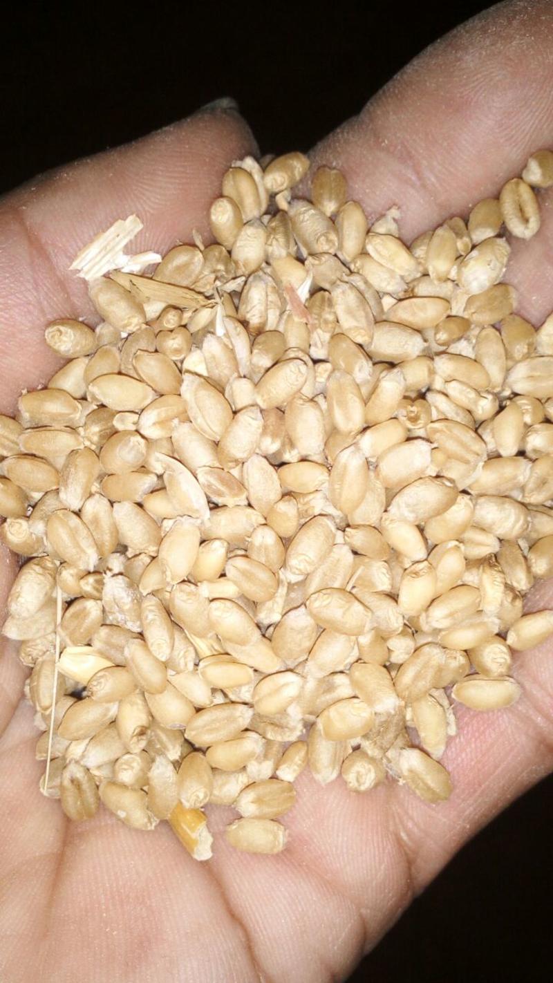 小麦12.5%以下