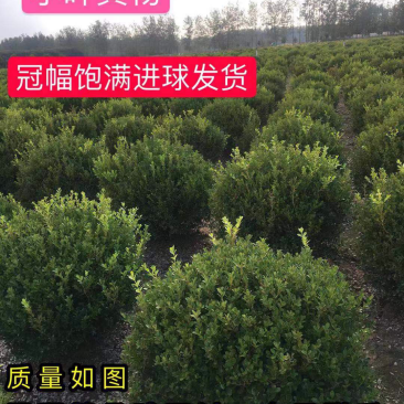 精品黄杨球小叶黄杨球小叶黄杨大小规格齐全