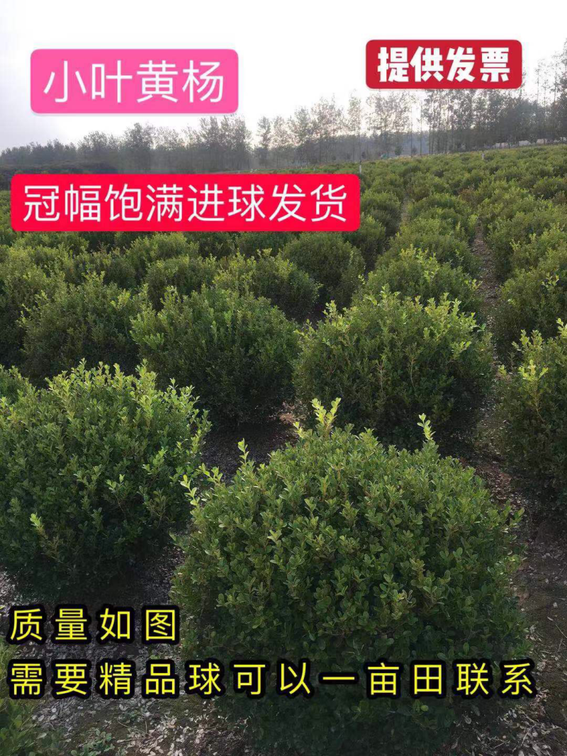 精品黄杨球小叶黄杨球小叶黄杨大小规格齐全