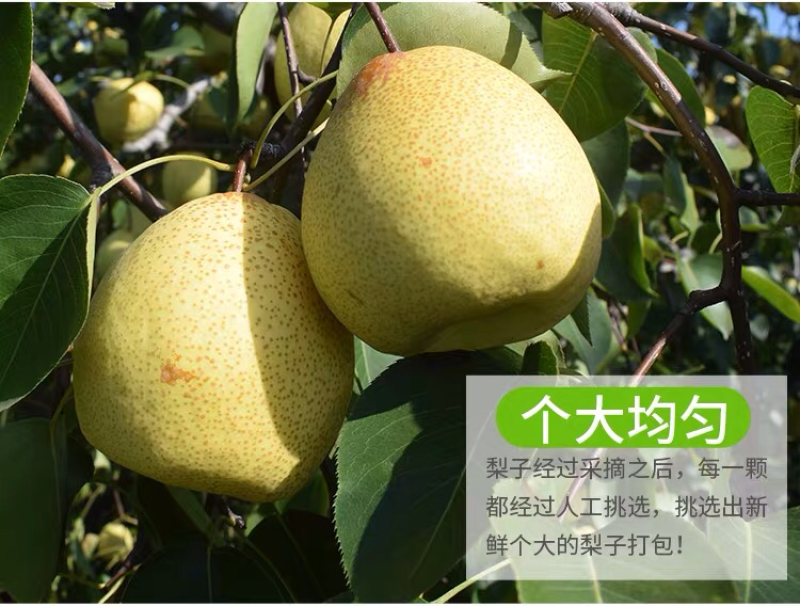 蒲城酥梨大量批发零售一件代发一级货包邮